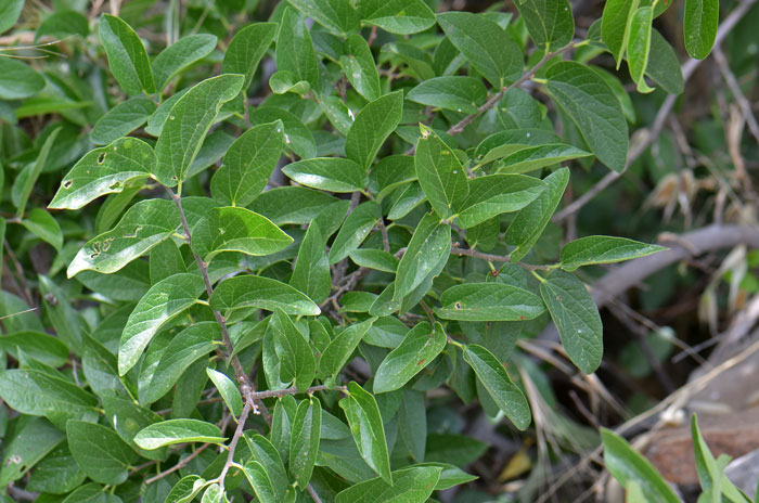 Netleaf Hackberry has leaves ranging in size from ½ inch up to 3 ½ inches. Note that leaf veins are “reticulated”. Celtis reticulata 
